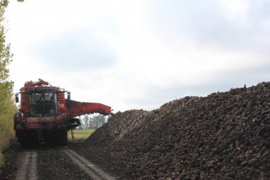 Хозяйства региона наращивают темпы уборки сахарной свеклы Хозяйства региона наращивают темпы уборки сахарной свеклы